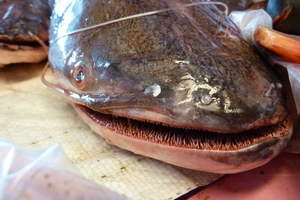 A Mekong catfish