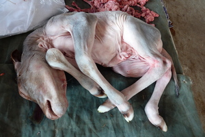 Newborn calf, dead