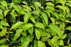Tea leaves on the bush