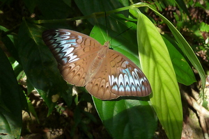Butterfly in the jungle