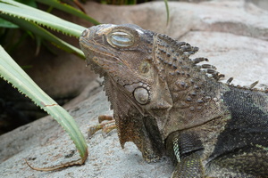 Another Monitor Lizard, Kuala Lumpur