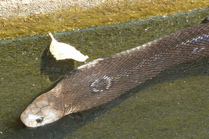 Monocled Cobra