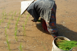 Planting rice (Don Khong)