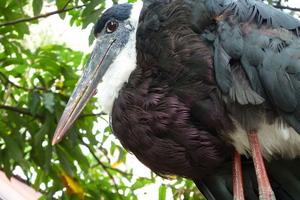 Leptoptilos stork