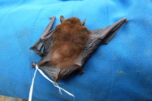 Bat in Vang Vieng