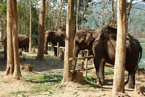 Elephant camp near Luang Prabang