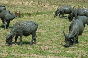 Cattle and mud