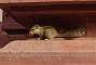 Vrindavan: a small squirrel against the red sandstone of the Govind Dev temple, probably feeding on the offerings of devotees.
