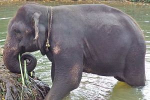 Elephant bathing in Sigiriya.