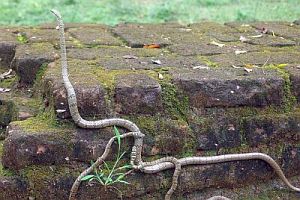 Chrysopelea taprobanica, also called Sri Lankan Flying Snake
