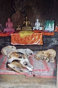 Dogs sleeping in a shrine of Polonnaruwa