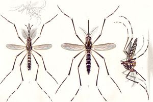 Aedes Aegypti, a mosquito that can spread Dengue fever (Source: by own scan, slightly modified. Original by Emil August Goeldi (1859 - 1917), public domain, via Wikimedia Commons).