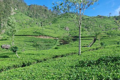 The Lipton tea plantation near Haputale, Sri Lanka.
