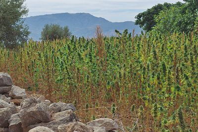 Field of cannabis on the way to Mechkralla.