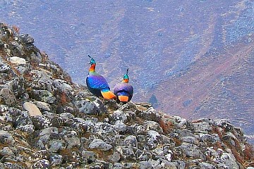 The colourful danphe is Nepal's national bird