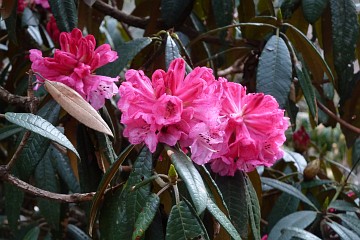 The rhododendron is Nepal's national flower