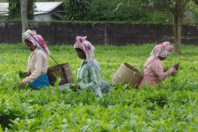 Women picking tea in a tea estate near Jorhat, Assam.