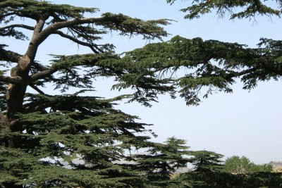 The cedars of Lebanon.