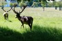 Deer in Bushy Park, north of the Palace