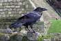 One of the resident ravens of the Tower. Legend has it that the kingdom and the Tower of London will fall if the six resident ravens ever leave the fortress. There are currently seven ravens at the Tower today — the required six plus one spare to play it safe
