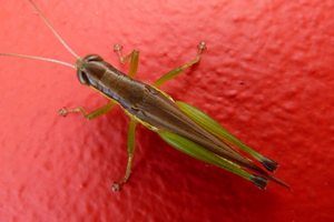 Green grasshopper adorning a red wall