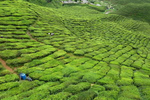 Tea plantation south of Tanah Rata