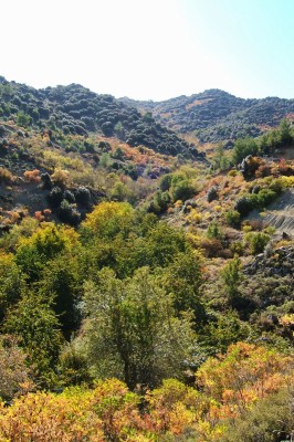 The colours of Autumn in the mountains of Southern Cyprus.