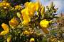 Some genêts (Genista) bring colour in the otherwise grey and brown January vegetation.