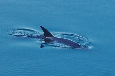 A dolphin in the harbour of Morgat.