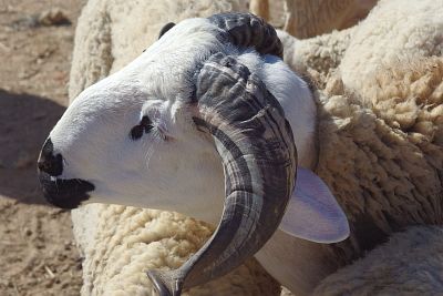 A star of the cattle market.