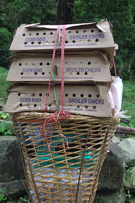 Day 3: doko with boxes containing the 150 chicks, carried for two days along the trail before reaching their destination.