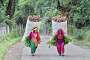 Daman. Women coming back from the woods where they collect leaves used as fertiliser in the fields and gardens.