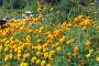 Palung. Fields of marigold were bringing colour to the scenery.