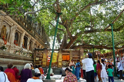 Bodhgaya — Devotees praying and  meditating under the Bodhi Tree.