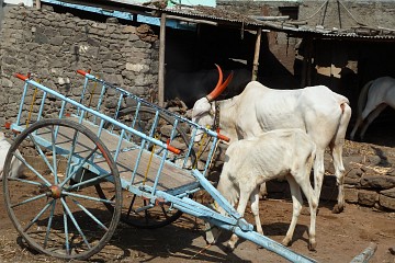 Cows in front of a house in Badami