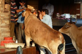 Indore: vaches attendant patiemment la distribution journalière de chapatis devant un restaurant