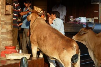 Indore: cows waiting patiently in front of a restaurant for their daily chapati