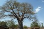 We were amazed to see baobab trees in Mandu.
