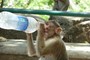 Cheeky monkeys can be a nuisance: this one on Elephanta Island has learnt from tourists how to drink from a bottle.