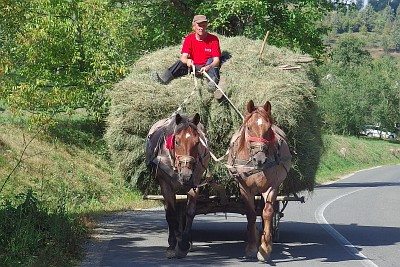 Friendly traffic on Maramureş' country roads.