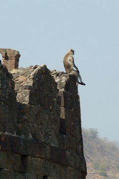 Visiting temples and ruins, it always pays to be very wary of monkeys (Daulatabad Fort, Aurangabad, Maharashtra)