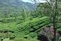 Tea plantations around Munnar.