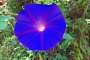 Ipomoea Purpurea, also known as Common Morning Glory.