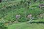 Some more tea plantations.