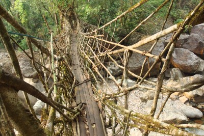 One of three living bridges in walking distance of Nongriat.