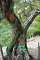 Another of those carved olive trees.