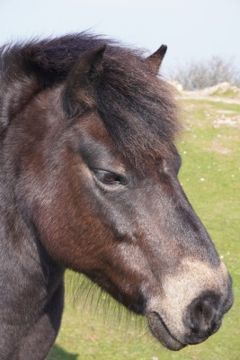 A friendly Exmoor Pony.