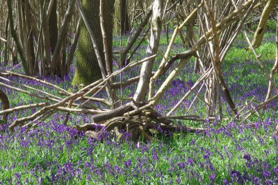 The Hampshire countryside is a feast for the eyes in the Spring.