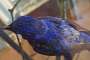 One of the taxidermy birds on display.