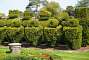 This hedge in the Tudor garden would need a trimming: it represents the pieces of a game of chess.